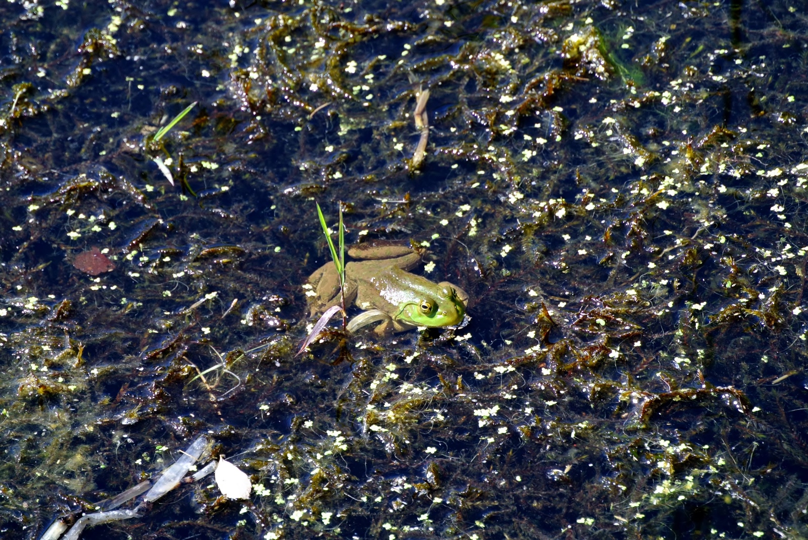 Tidwell and Hayes  04 Recently Metamorphosed Bullfrog